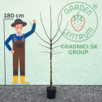 Gaštan jedlý (Castanea Sativa) ´MARAVAL´ - výška 120-150 cm, obvod kmeňa 4/6 cm, kont. C6L
